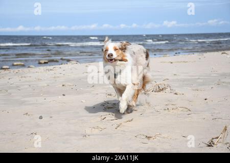 Un pastore australiano che gioca con un bastone sulla spiaggia sul Mar Baltico in Estonia Foto Stock