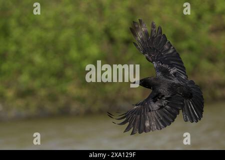 Un corvo di Carrion che si innalza sopra un lago vicino a una lussureggiante foresta. Foto Stock