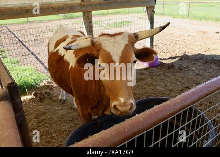 Una mucca marrone e bianca che entra in contatto visivo con la fotocamera a corral Foto Stock