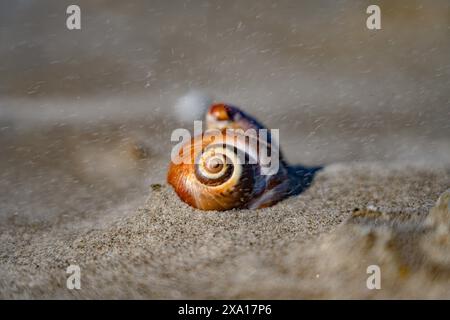 Una conchiglia poggia sul pavimento della spiaggia di sabbia. Foto Stock