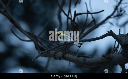 Un primo piano di una parula dalla gola gialla appollaiata su un ramo arido Foto Stock