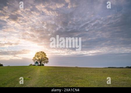 Un singolo albero in un ampio campo con una cappella al tramonto Foto Stock