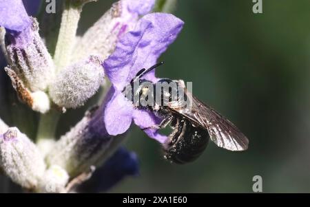 Una piccola ape di falegname Ceratina metallizzata scura punta la testa nell'apertura di un fiore di lavanda viola per recuperare il nettare rilassante e rilassante. Foto Stock