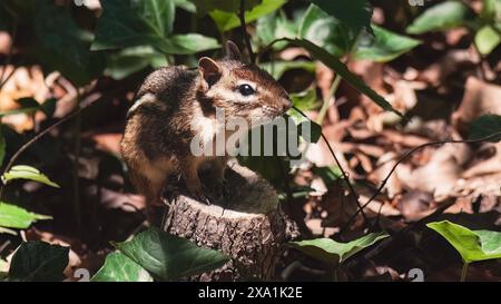 Un adorabile peloso piccolo chipmunk orientale a strisce arroccato sulla cima di un tronco di albero in una foresta di boschi decidui. Long Island, New York, Stati Uniti Foto Stock