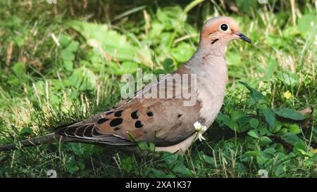 Una bellissima colomba rosa pesca che piange dove Zenaida macroura per raccogliere semi nell'erba ombreggiata. Long Island, New York, Stati Uniti Foto Stock