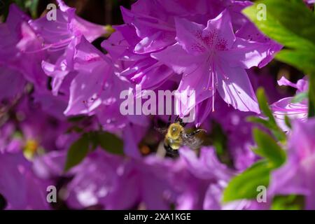Un primo piano di fiori viola di Rododendro che fioriscono in un giardino Foto Stock