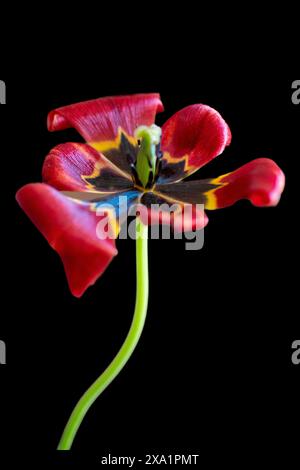 Tulipano rosso brillante su sfondo scuro Foto Stock