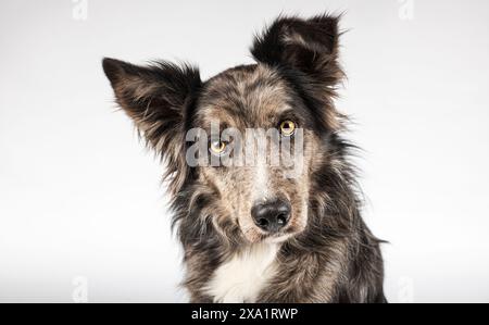 Un ritratto di un carino cane pastore australiano su sfondo bianco. Foto Stock