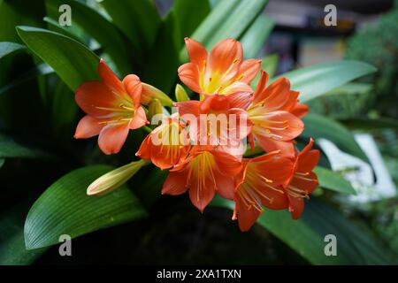 Fiori di Amaryllis arancio su sfondo verde nel giardino Foto Stock