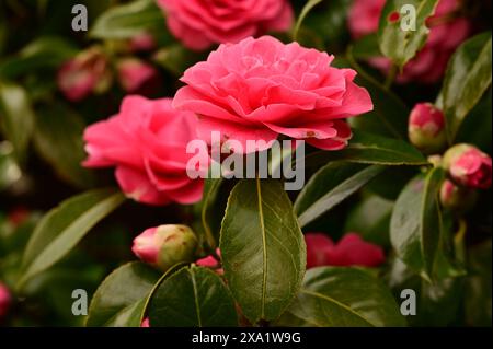 Primo piano di un vivace fiore rosso con piccoli boccioli al centro Foto Stock