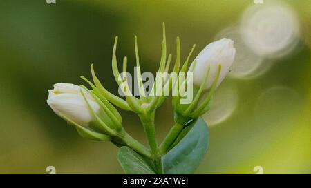 Primo piano di un fiore di gelsomino arabo, fiore bianco su sfondo vegetale Foto Stock