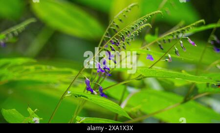 Rhynchoglossum obliquum. Rhynchoglossum è un genere di piante della famiglia Gesneriaceae Foto Stock