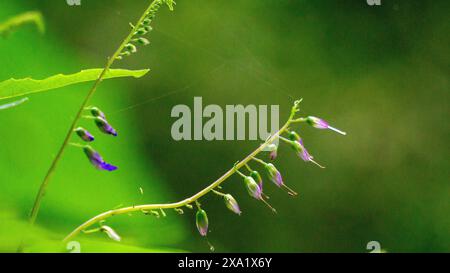 Rhynchoglossum obliquum. Rhynchoglossum è un genere di piante della famiglia Gesneriaceae Foto Stock