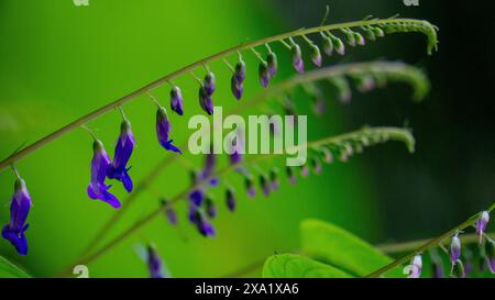 Rhynchoglossum obliquum. Rhynchoglossum è un genere di piante della famiglia Gesneriaceae Foto Stock