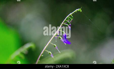 Rhynchoglossum obliquum. Rhynchoglossum è un genere di piante della famiglia Gesneriaceae Foto Stock