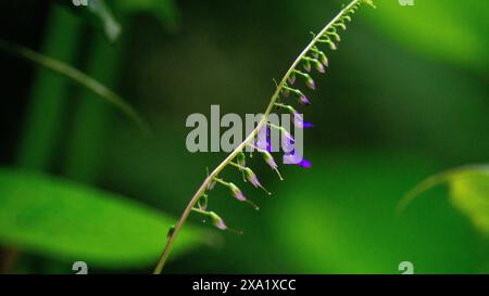 Rhynchoglossum obliquum. Rhynchoglossum è un genere di piante della famiglia Gesneriaceae Foto Stock