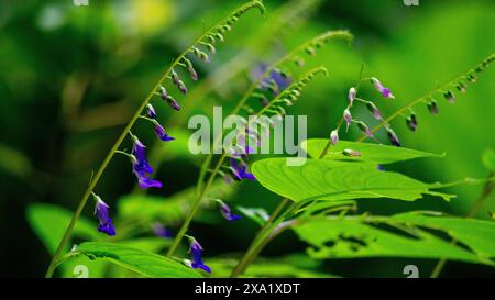 Rhynchoglossum obliquum. Rhynchoglossum è un genere di piante della famiglia Gesneriaceae Foto Stock