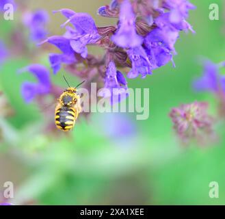 Ape Carder (Athidium) Foto Stock