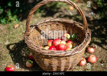 Le mele mature in un cesto nel frutteto Foto Stock