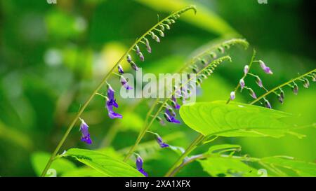 Rhynchoglossum obliquum. Rhynchoglossum è un genere di piante della famiglia Gesneriaceae Foto Stock