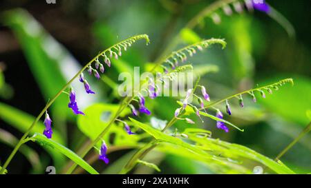 Rhynchoglossum obliquum. Rhynchoglossum è un genere di piante della famiglia Gesneriaceae Foto Stock