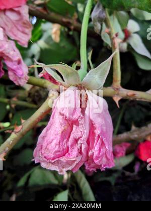 Una rosa rosa secca su uno sfondo morbido Foto Stock