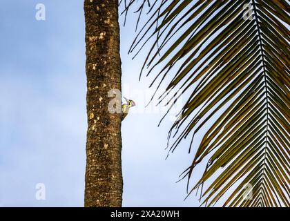 Un retro fiamma dalle rughe nere arroccato su un albero di cocco. Kerala, India Foto Stock