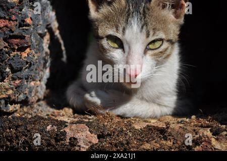 Un gatto dai vivaci occhi verde chiaro appollaiato su una sporgenza Foto Stock