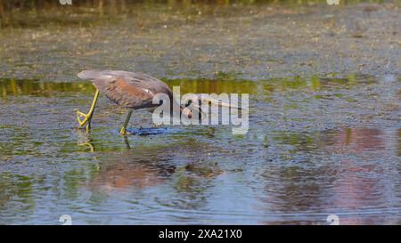 Un animale con le ali aperte si trova in acque poco profonde vicino a una palude Foto Stock