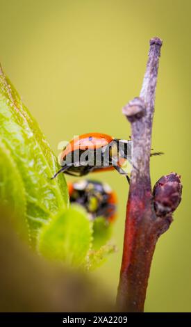 Uno scarabeo appollaiato su una pianta accanto a una foglia Foto Stock