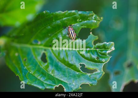 Scarabeo monocromatico appollaiato sulla foglia di pianta Foto Stock