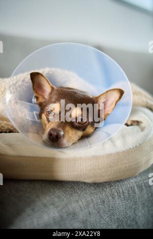 Un simpatico chihuahua marrone e bianco che riposa su un divano con un cono Foto Stock