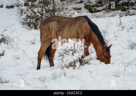 Un cavallo che pascolava in un campo innevato. Foto Stock