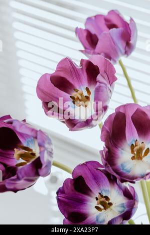 Tulipani e foglie viola in un vaso di vetro trasparente Foto Stock