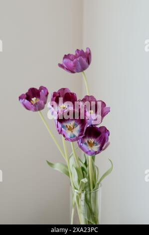 Tulipani e foglie viola in un vaso di vetro trasparente Foto Stock