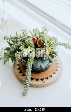 Piante succulente assortite e picchetti di funghi rossi in una piantatrice di ceramica, seduta sul davanzale della finestra Foto Stock