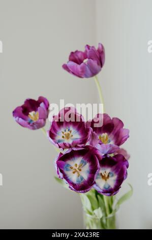 Tulipani e foglie viola in un vaso di vetro trasparente Foto Stock