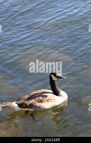 Un'oca canadese (Branta canadensis) scivola con grazia in uno stagno in un ambiente sereno Foto Stock