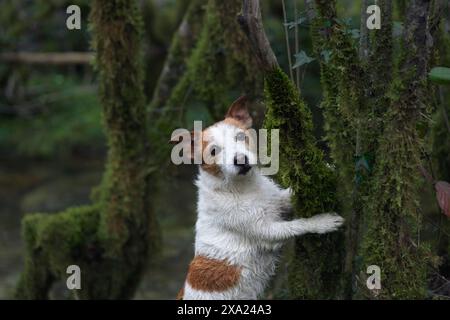 Jack Russell Terrier si erge sulle zampe posteriori, curiosamente ispezionando alberi ricoperti di muschio in una foresta nebbiosa. Foto Stock