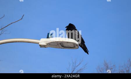 Un corvo nero appollaiato su un palo urbano Foto Stock