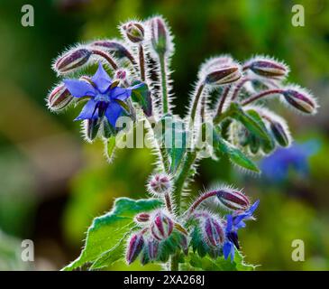 Un fiore di una stella con una luce retroilluminata che si illumina sullo sfondo bokeh bavato in un giardino Foto Stock