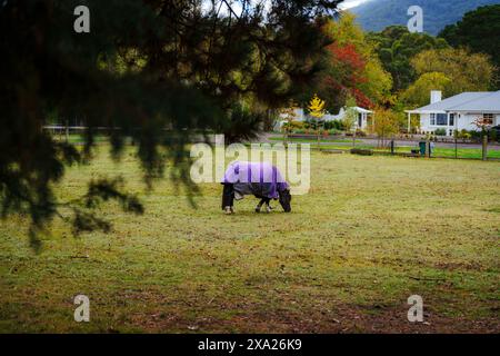 Un cavallo si trova in un campo vicino a un albero Foto Stock