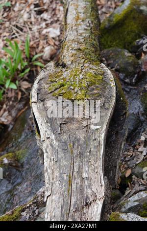 Un albero caduto unico nella foresta con una forma insolita Foto Stock