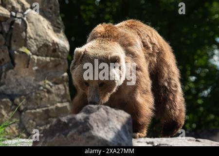 Un orso bruno che passeggia vicino a massi e erba Foto Stock