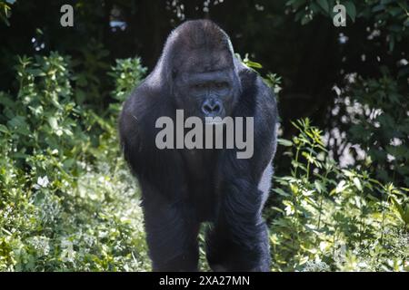 Un enorme gorilla nero che passeggia attraverso terreni erbosi Foto Stock