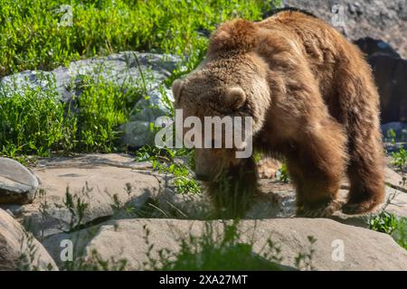 Un orso bruno che passeggia vicino a massi e erba Foto Stock