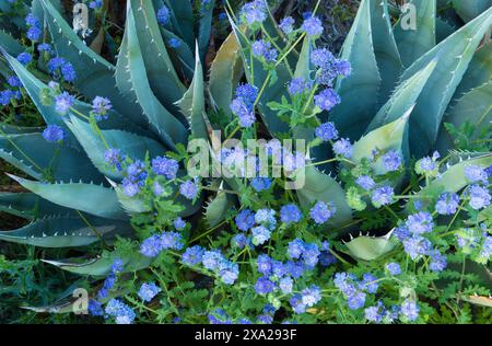 Agave, Blu Phacelia, Glorietta Canyon, Anza-Borrego deserto Foto Stock