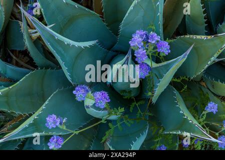 Agave, Blu Phacelia, Glorietta Canyon, Anza-Borrego Desert State Park, California Foto Stock