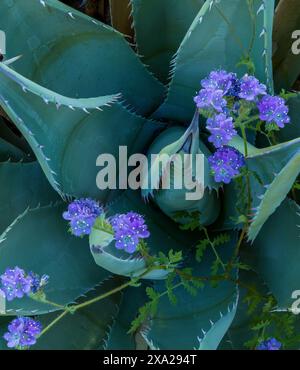 Agave, Blu Phacelia, Glorietta Canyon, Anza-Borrego Desert State Park, California Foto Stock