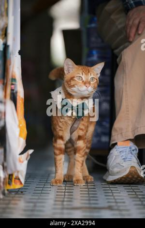 Un gatto di zenzero con un papillon verde Foto Stock